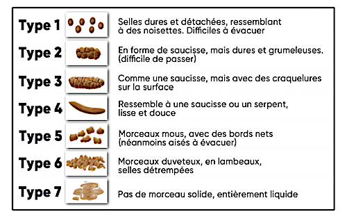 L aspect De Nos Selles En Dit Long Juliette Nutrition